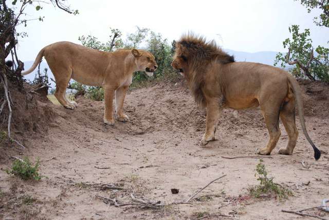Inmigrantes ilegales por un rato, mas leones enamorados y muchas flores - Regreso al Mara - Kenia (24)